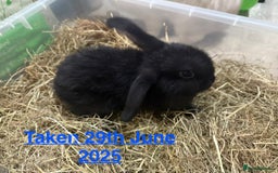 Mini Lop rabbits for sale: Baby MALE lops for sale READY NOW - Image 9