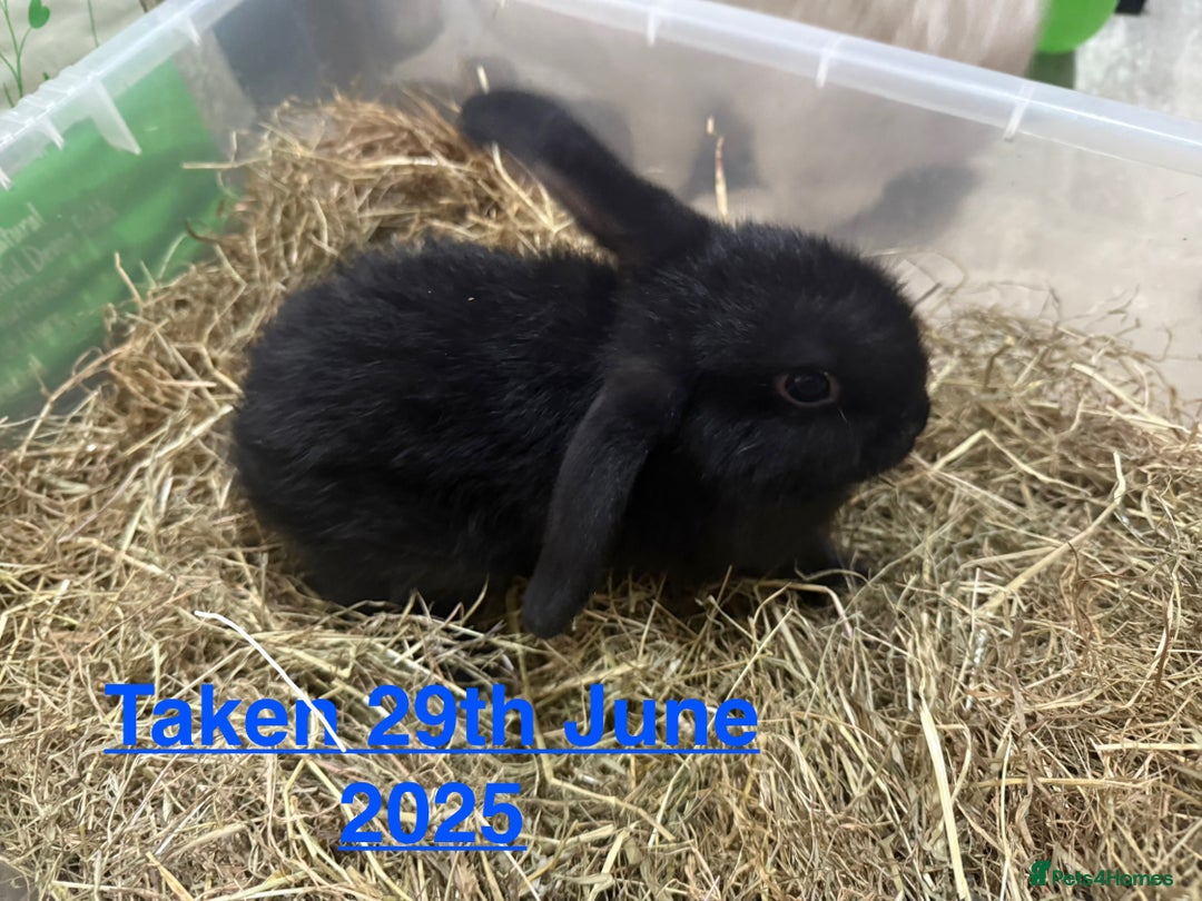 Mini Lop rabbits for sale: Baby MALE lops for sale READY NOW - Image 9