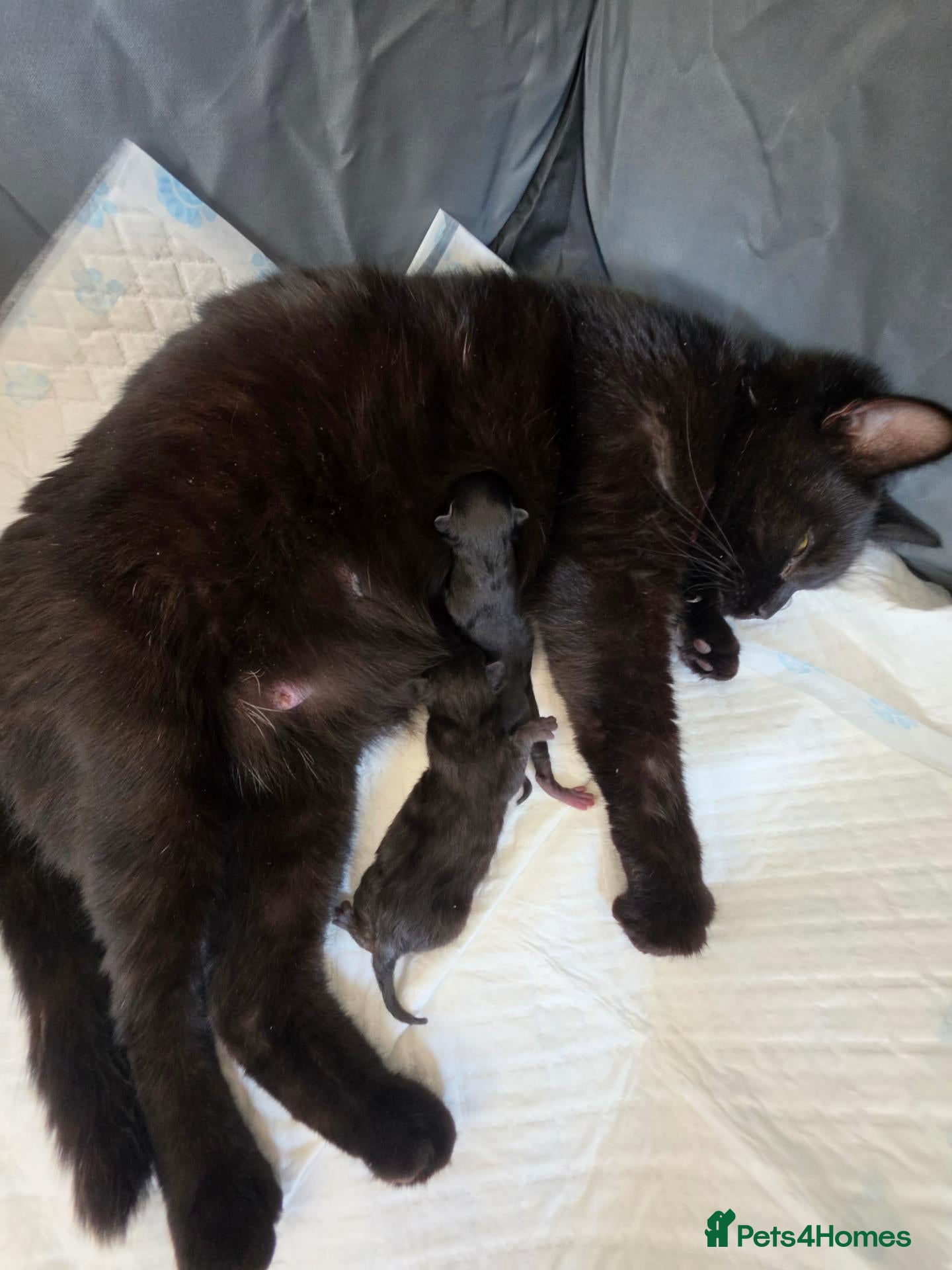 Mixed Breed cats for sale: Tabby X british shorthair male  - Advert 1