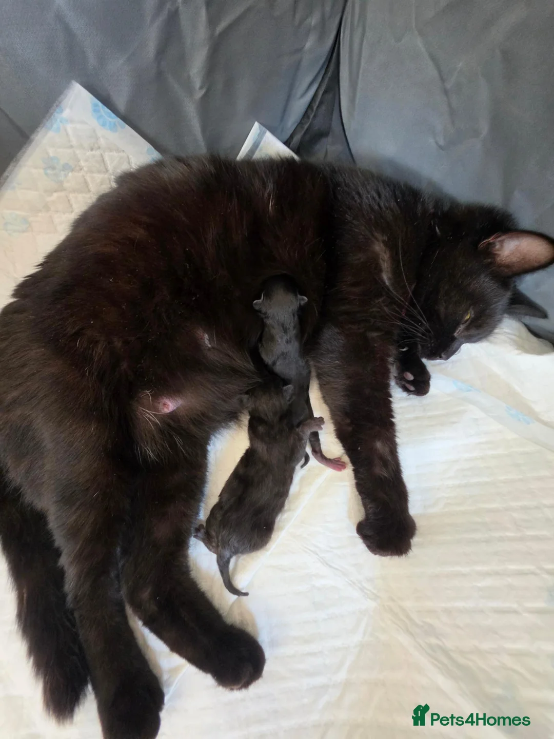 Mixed Breed cats for sale: Tabby X british shorthair male  - Advert 1