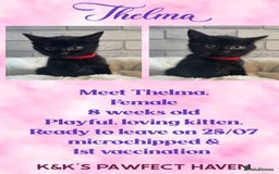 Domestic Shorthair cats for sale: Kittens and cats for adoption.  - Image 9