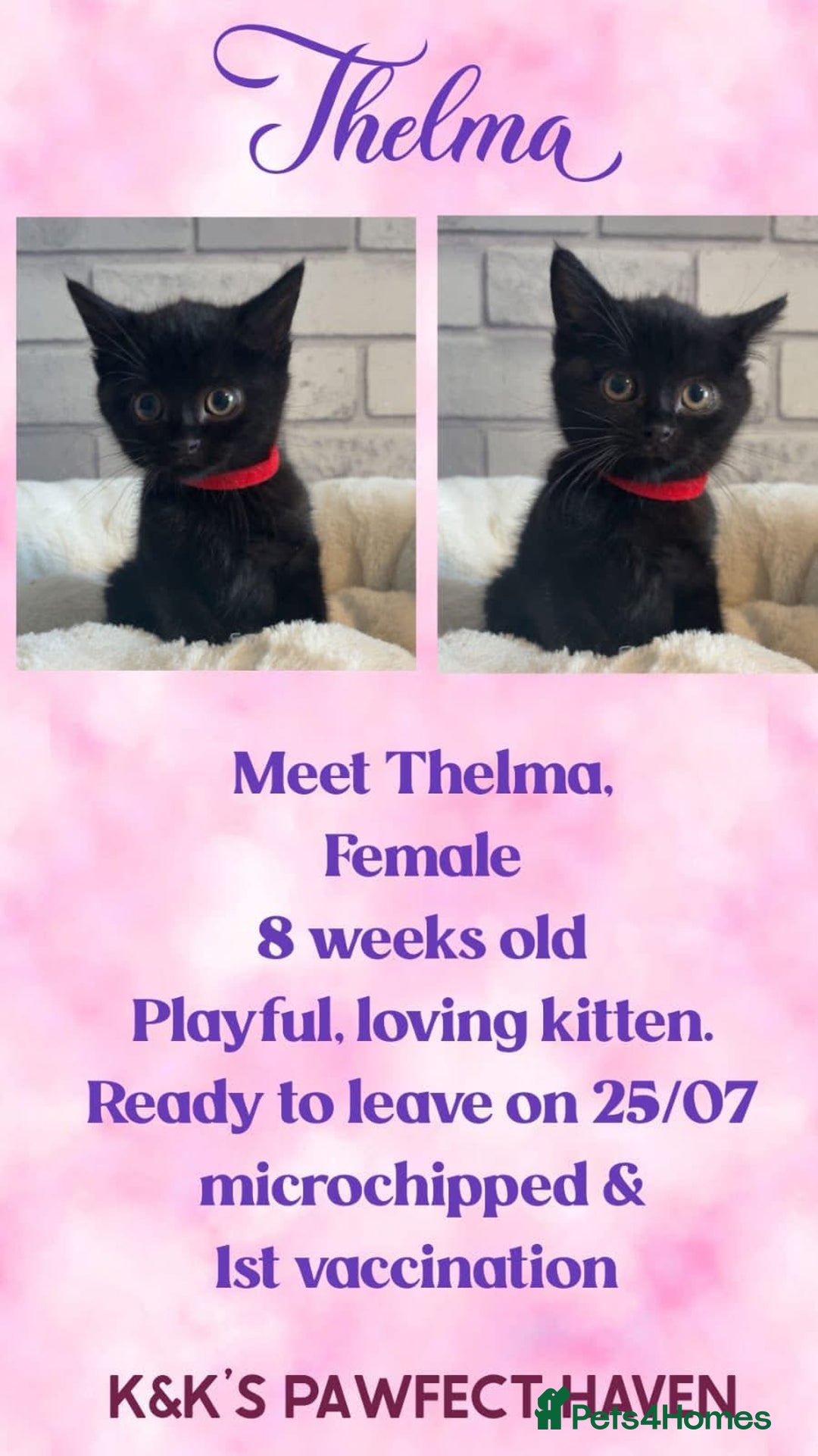 Domestic Shorthair cats for sale: Kittens and cats for adoption.  - Image 9