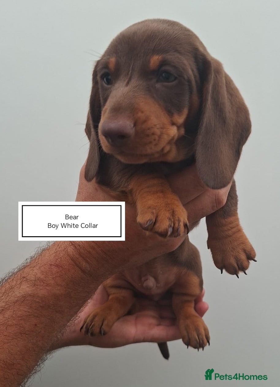 Dachshund dogs Last boy available Pra Clear Minature Daushaund  - Advert 1