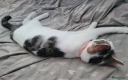 Mixed Breed cats for sale: 2 female kittens  - Image 10