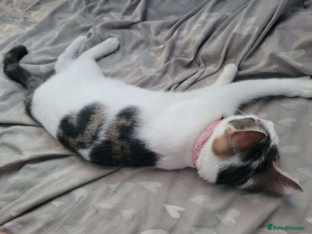 Mixed Breed cats for sale: 2 female kittens  - Image 10