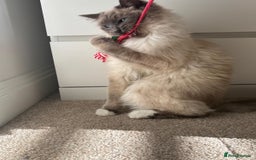 Ragdoll cats for sale: Male Ragdoll for sale - Image 5