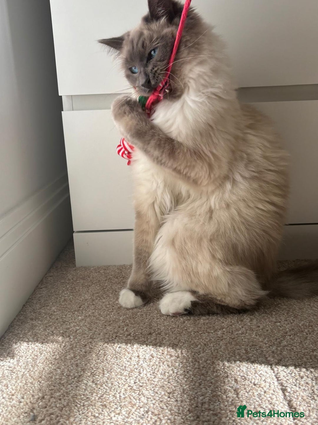 Ragdoll cats for sale: Male Ragdoll for sale - Image 5