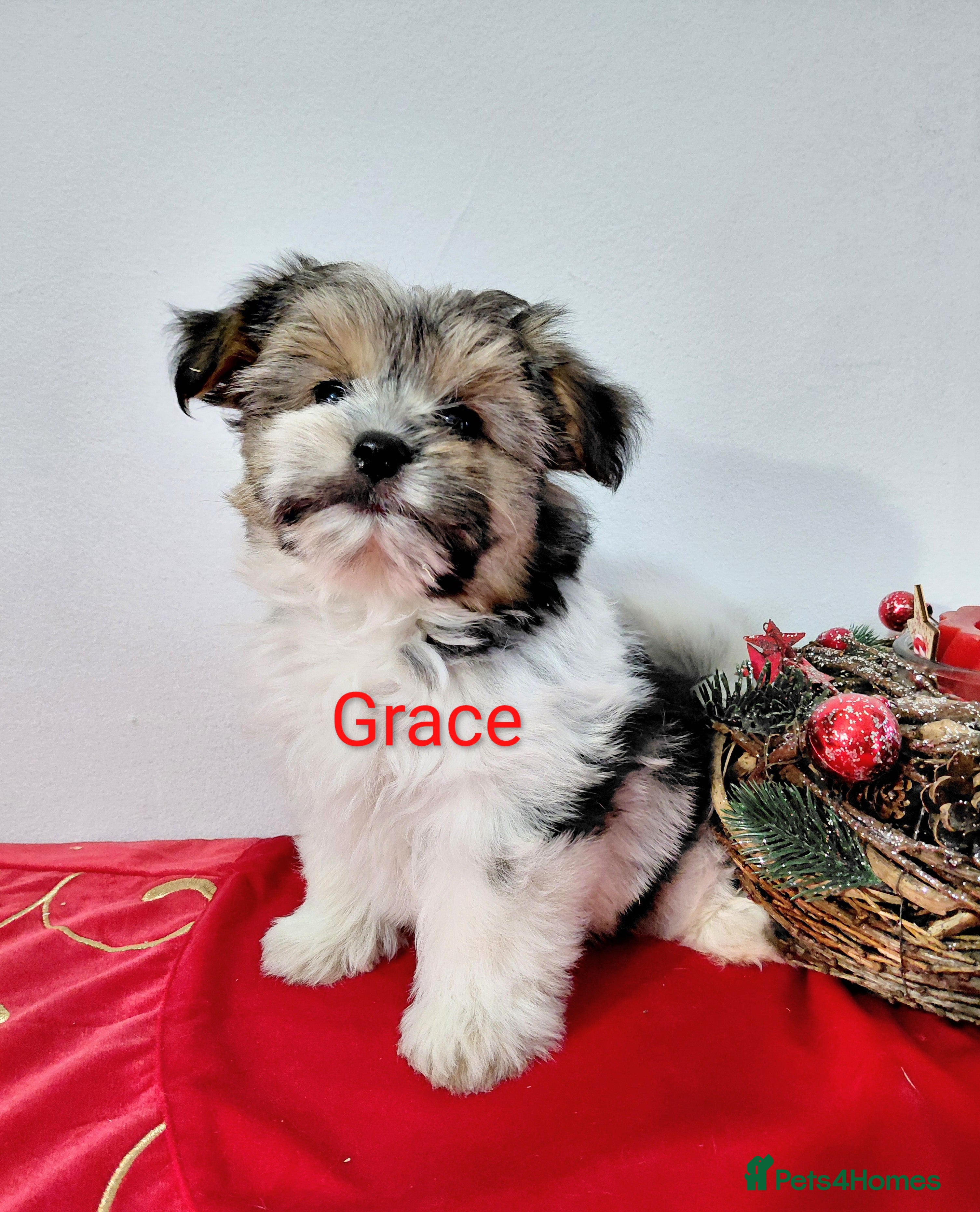 Biewer Terrier dogs Biewer Terrier puppies-White yorkie  - Advert 1