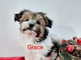 Biewer Terrier dogs Biewer Terrier puppies-White yorkie - Advert 5