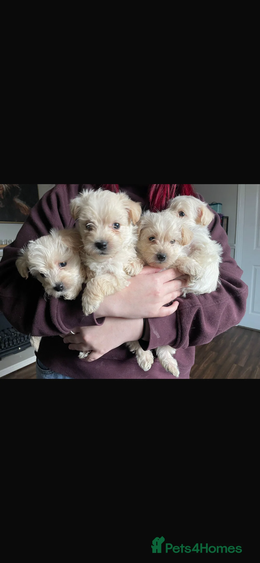 Westiepoo dogs for sale: Westiepoos in Chester-le-Street - Advert 3