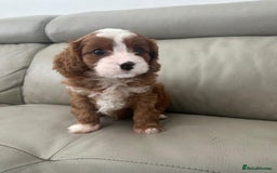 Cavapoo dogs for sale: 🧸F1 Cavapoo, health tested with unique markings.  - Image 7