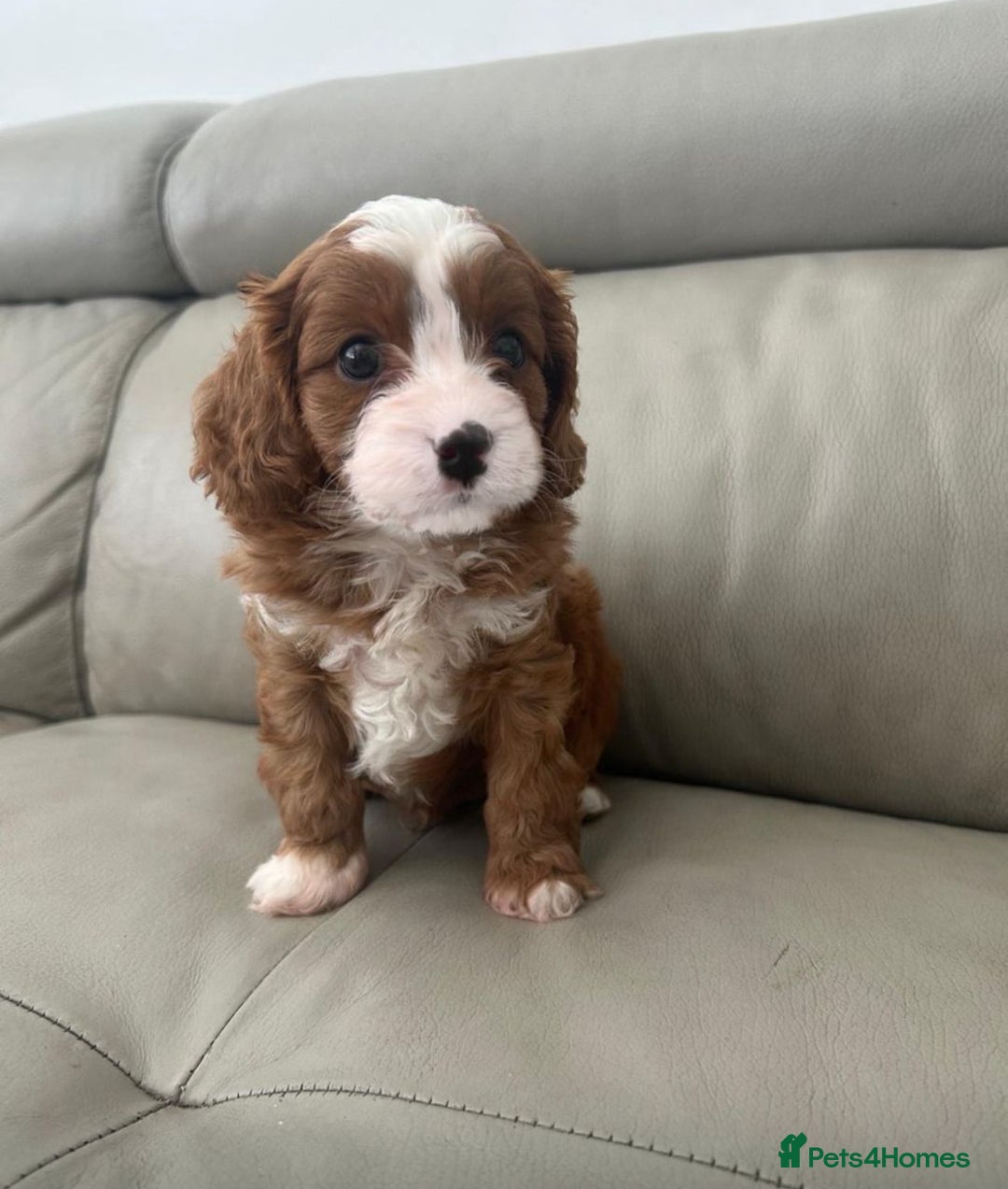 Cavapoo dogs for sale: 🧸F1 Cavapoo, health tested with unique markings.  - Image 7