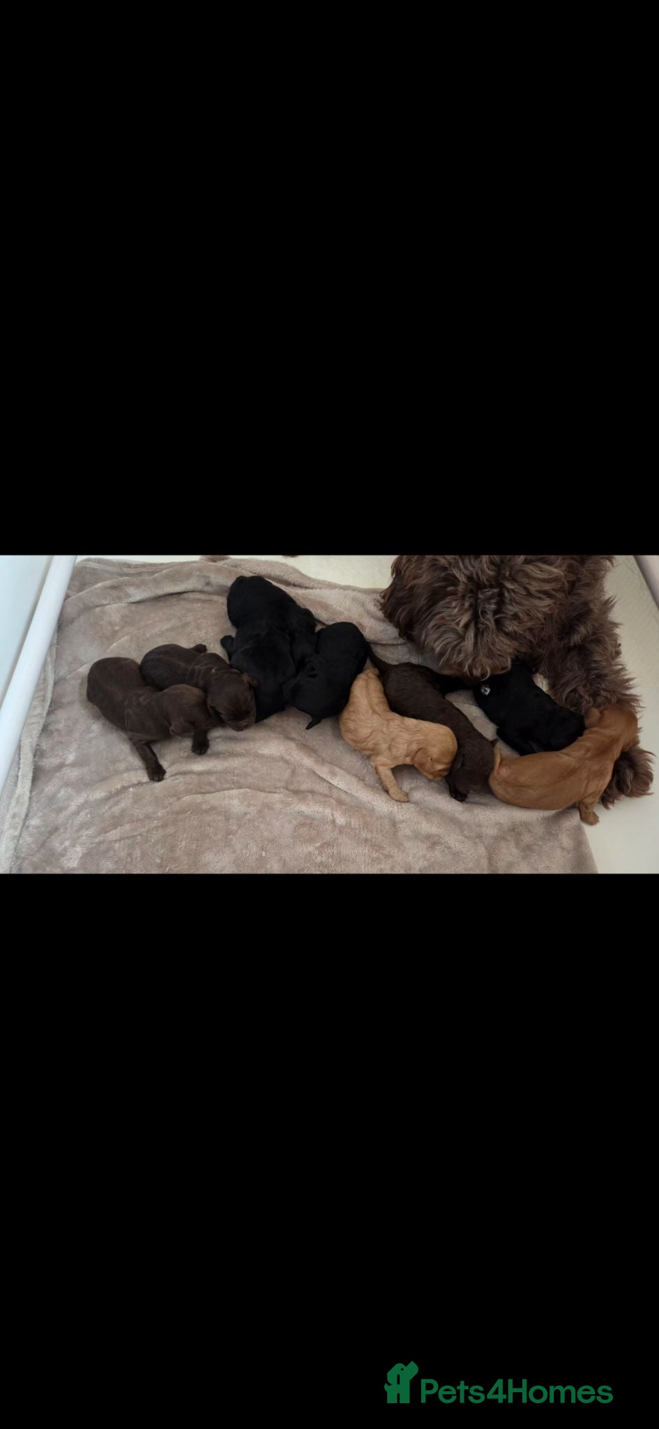 Cockapoo dogs F2 cockapoo puppies  - Advert 6