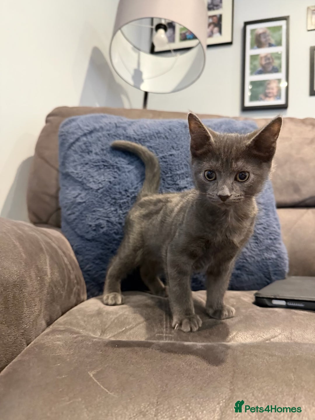 Mixed Breed cats for sale: 4 gorgeous little boys  - Advert 3