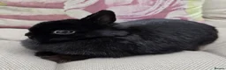 Netherland Dwarf rabbits for sale: Netherland Dwarf Rabbit Female Doe Vaccinated  - Advert 2