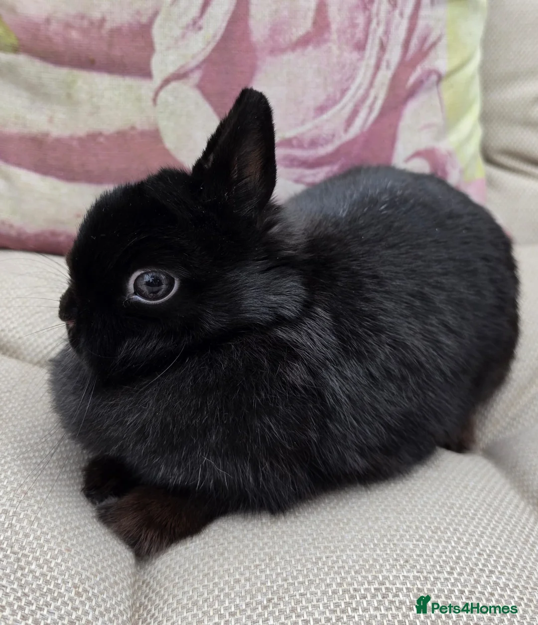 Netherland Dwarf rabbits for sale: Netherland Dwarf Rabbit Female Doe Vaccinated  - Advert 2