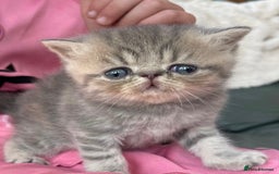 Exotic cats for sale: Exotic pedigree kittens  - Image 23