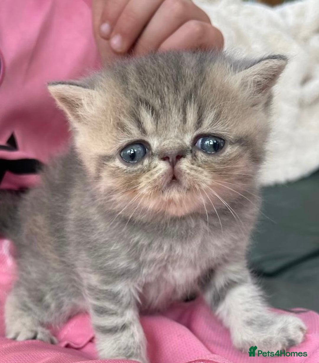 Exotic cats for sale: Exotic pedigree kittens  - Image 23