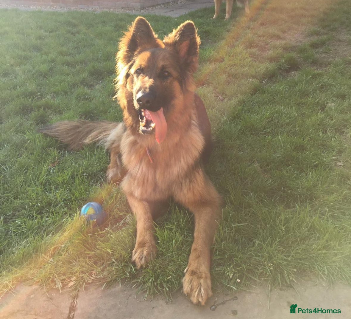 German Shepherd dogs German Shepherds – Loving Home Needed - Advert 5