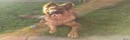 German Shepherd dogs for sale: German Shepherds – Loving Home Needed - Advert 1