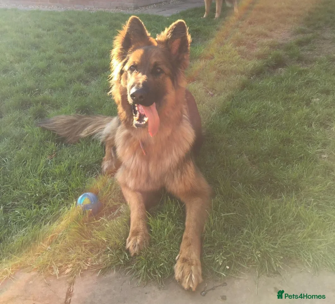 German Shepherd dogs for sale: German Shepherds – Loving Home Needed - Advert 1