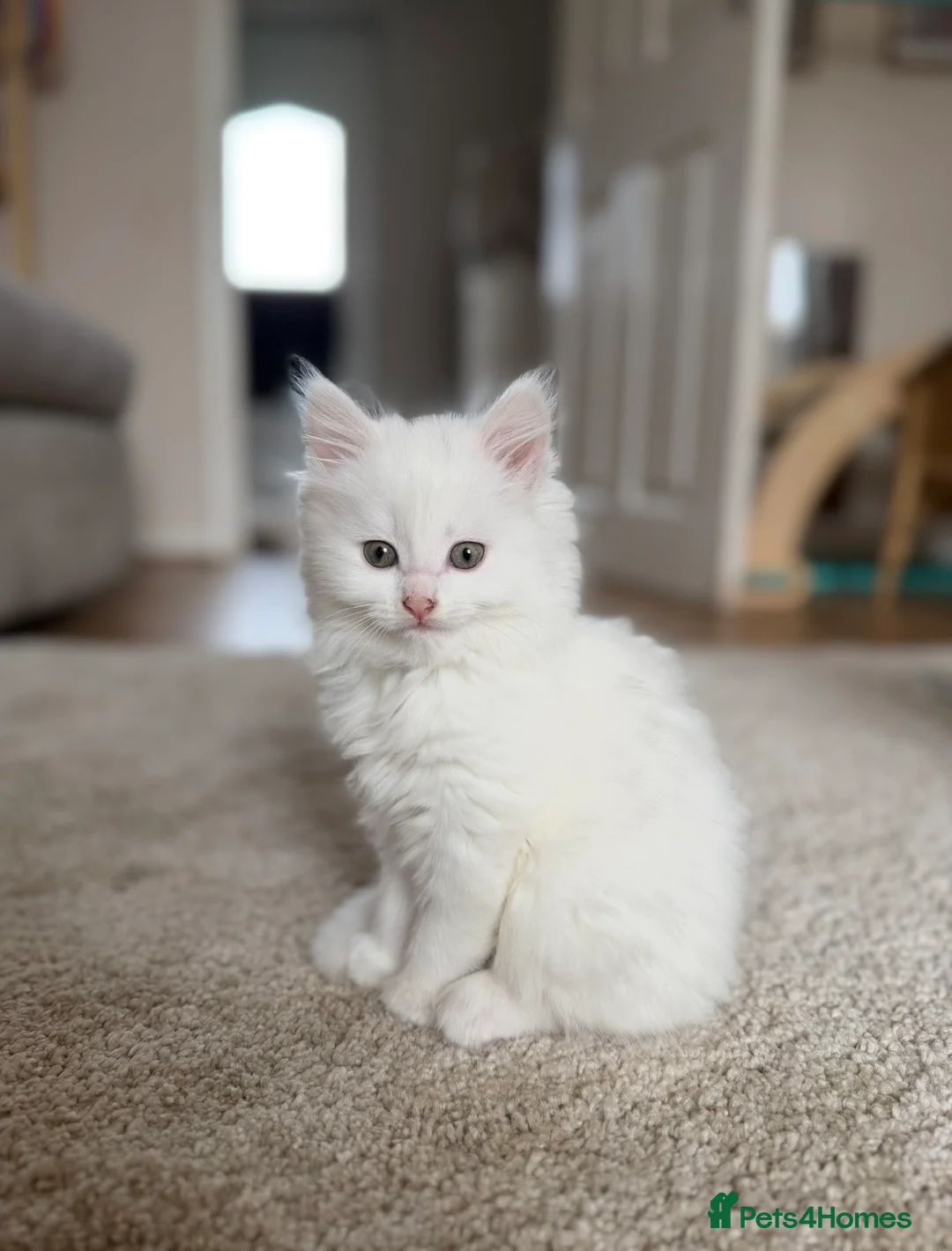 Maine Coon cats for sale: Maincoon x domestic shorthair kittens  in Mansfield - Advert 2