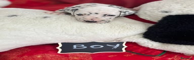 Dalmatian Puppy 5