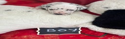 Dalmatian dogs for sale: Top quality Dalmatian puppies 5* homes  - Advert 35