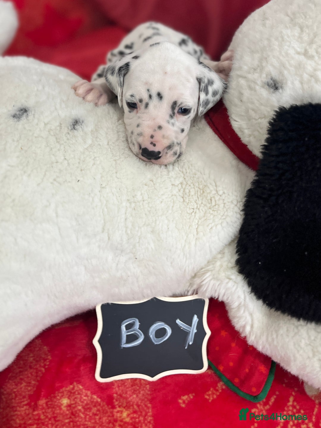 Dalmatian dogs for sale: Top quality Dalmatian puppies 5* homes  - Advert 35