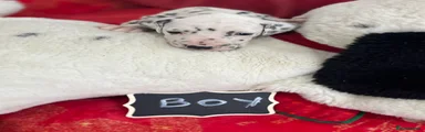 Dalmatian Puppy 5