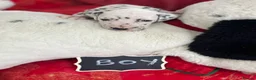 Dalmatian dogs for sale: Last boys looking for homes full hearing - Advert 20