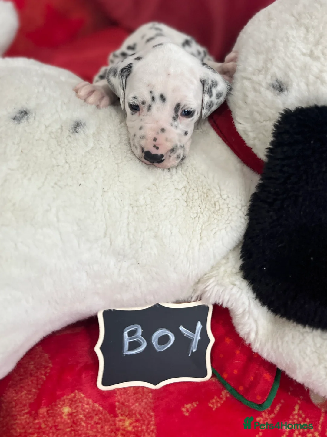 Dalmatian dogs for sale: Last boys looking for homes full hearing - Advert 20