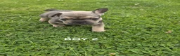 French Bulldog dogs for sale: French bulldogs puppies for sale,KC registered  in Inverness - Advert 9