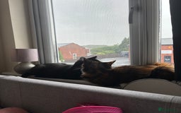 Domestic Shorthair cats for sale: Bonded sisters, please adopt together!  - Image 7