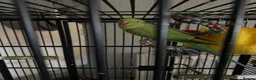 Parakeets birds for sale: ringneck parrot - Advert 1