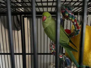 Parakeets birds ringneck parrot - Advert 1