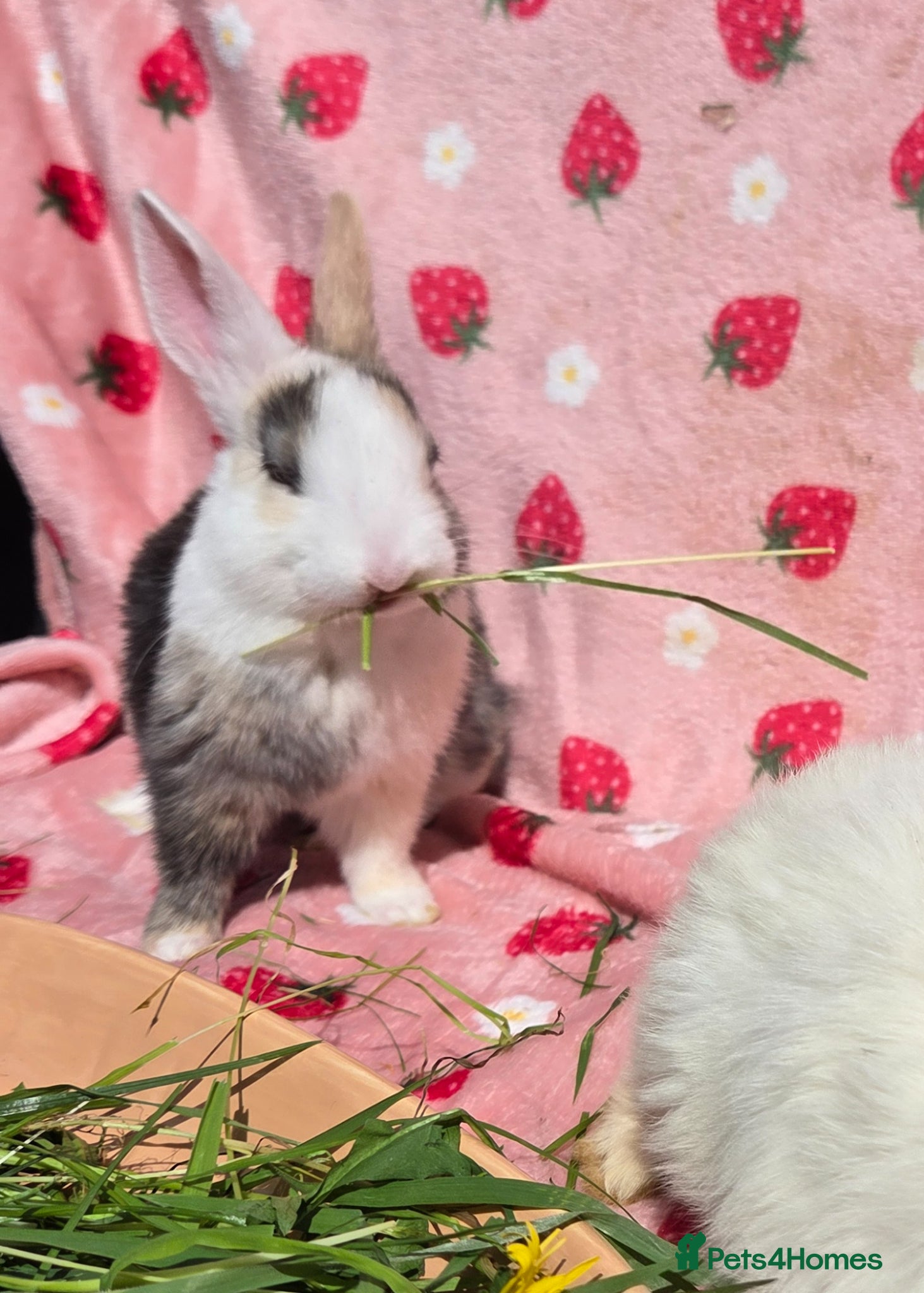 Mixed Breed rabbits Plush Mini lop 8 weeks old very tame - Advert 2