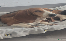 Basset Hound dogs for sale: Basset hound red tri female  - Image 2