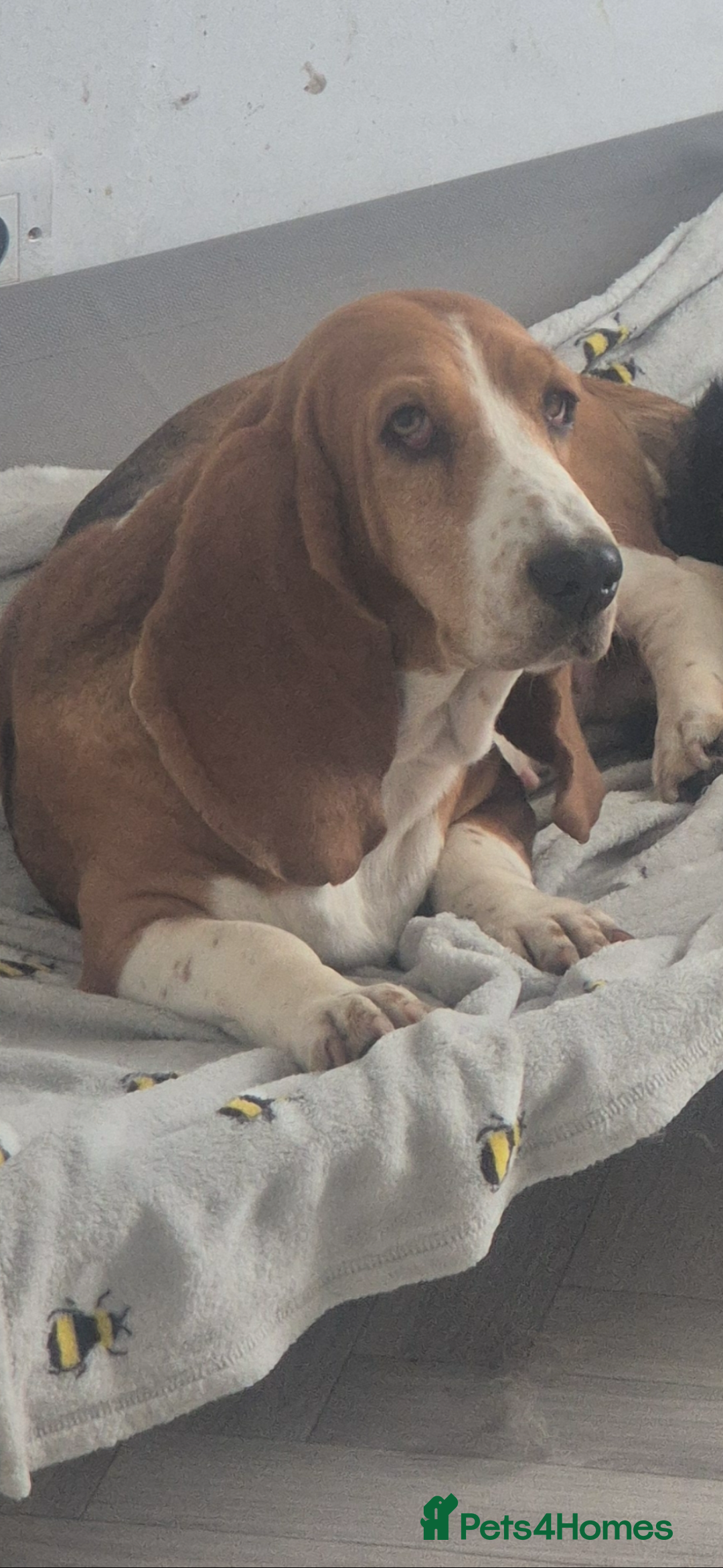 Basset Hound dogs for sale: Basset hound red tri female  - Image 2