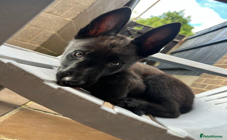 Belgian Shepherd Dog dogs in Wingate - Advert 2