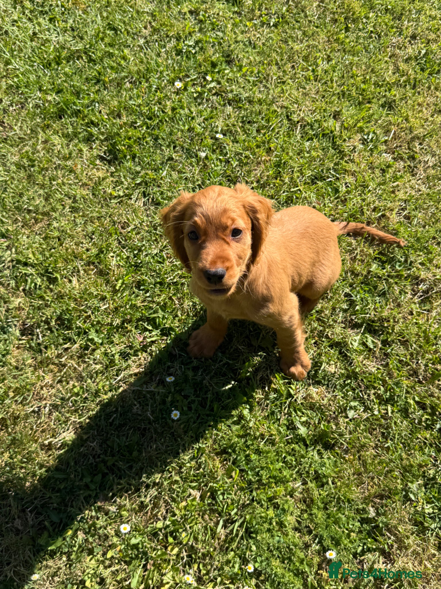 Cocker Spaniel dogs for sale: Beautiful cocker spaniel puppies *3 left* - Advert 7