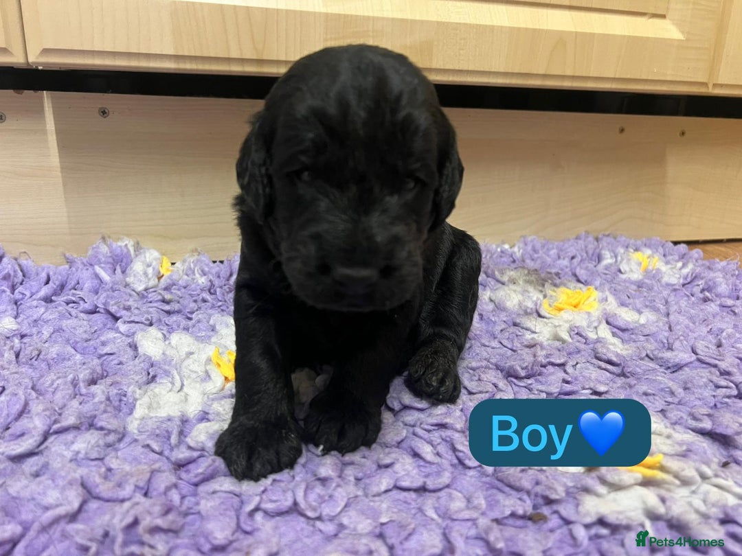 Labradoodle dogs for sale: Gorgeous labradoodle puppies - Advert 8