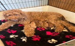 Goldendoodle dogs for sale: Dark red multigenerational standard Goldendoodle - Image 1