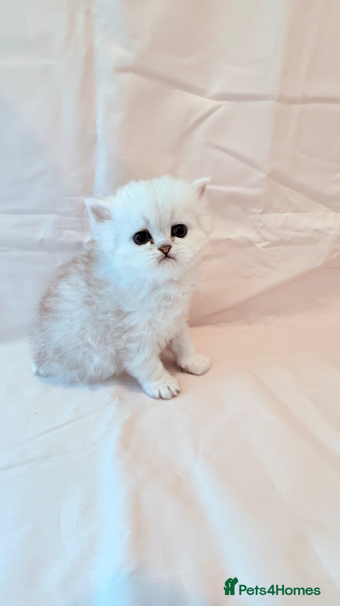 Persian cats Beautiful persian chinchilla kittens - Advert 1