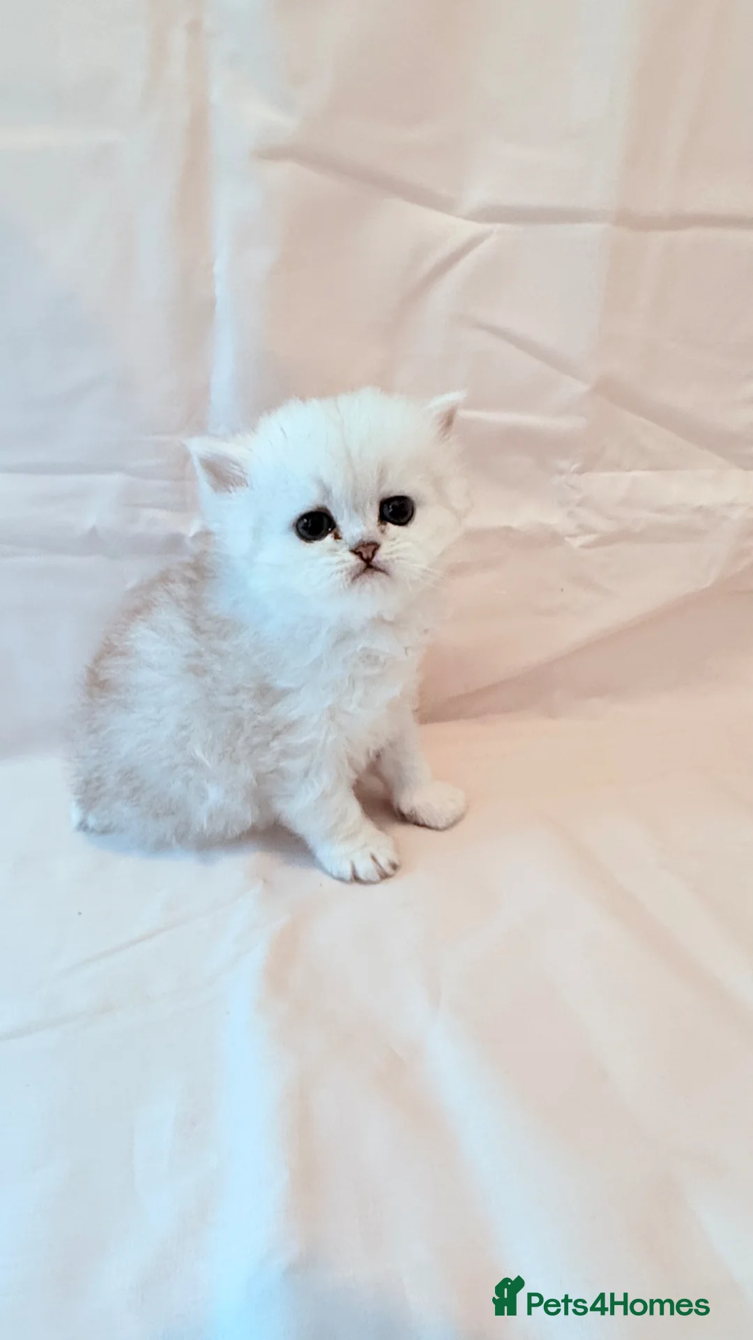 Persian cats for sale: Beautiful persian chinchilla kittens - Advert 1