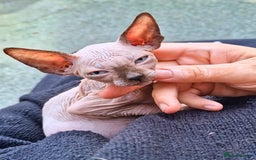 Sphynx cats for sale: Gorgeous Canadian Sphynx kittens, stunning - Image 3