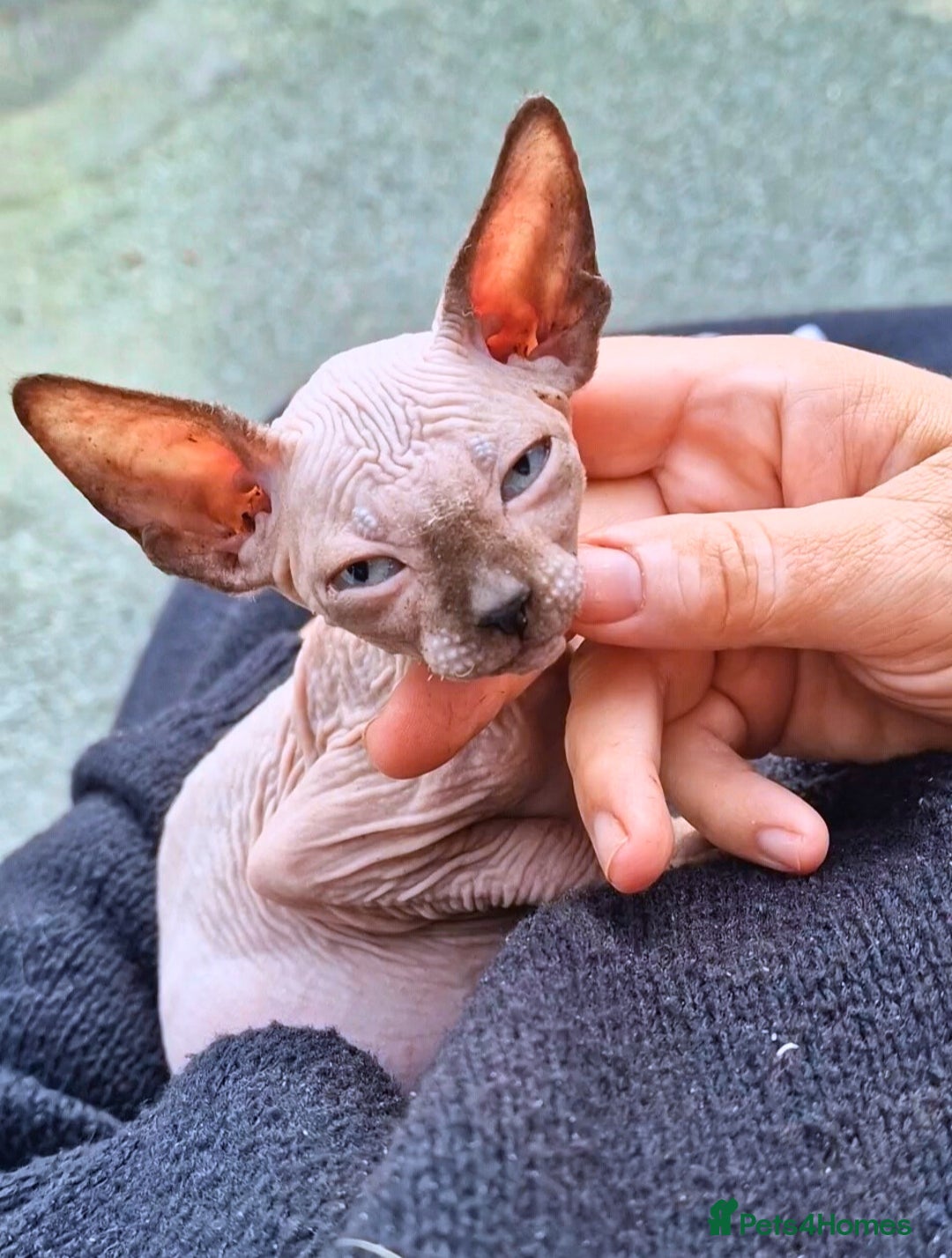 Sphynx cats for sale: Gorgeous Canadian Sphynx kittens, stunning - Image 3