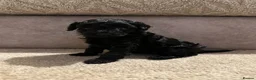Doxiepoo dogs for sale: Last Beautiful Doxiepoo Puppy - Advert 20