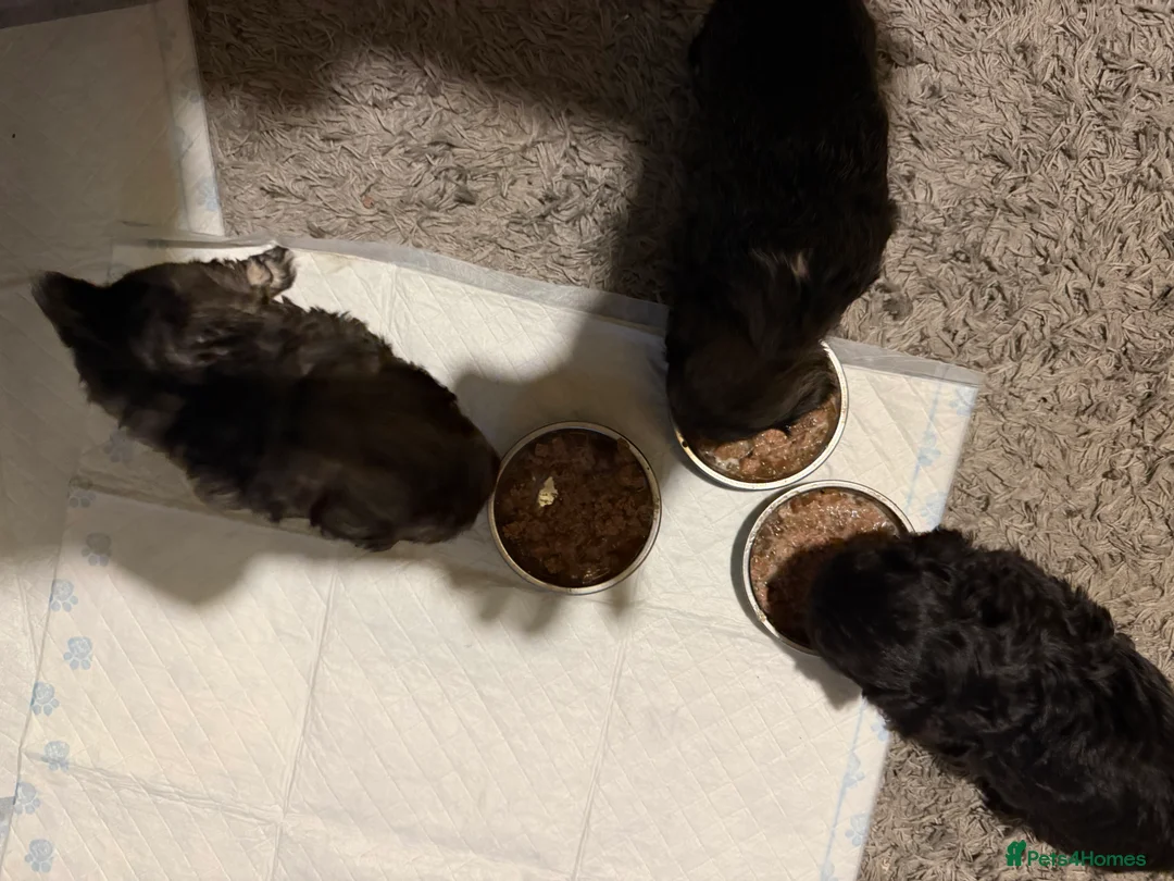 Mixed Breed dogs for sale: Chinese Crested X Shih Tzu - Advert 17