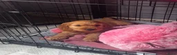 Cocker Spaniel dogs for sale: Pedigree KC Registered Show Cocker Spaniel- Lilah - Advert 14